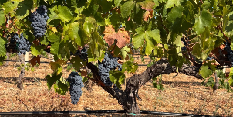 Primitivo, Negroamaro e Susumaniello: le differenze